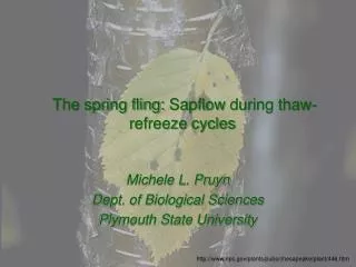 The spring fling: Sapflow during thaw-refreeze cycles