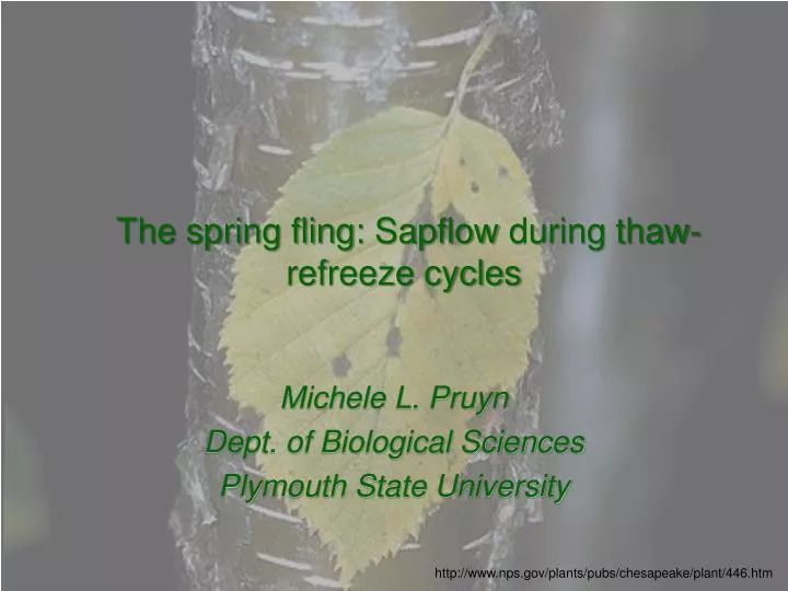 the spring fling sapflow during thaw refreeze cycles