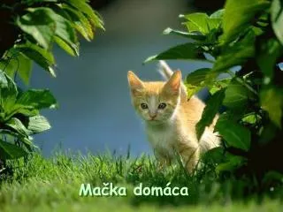 ma ka dom ca