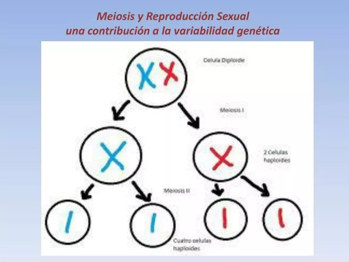 meiosis y reproducci n sexual una contribuci n a la variabilidad gen tica