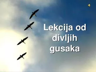 lek cija od divljih gusaka