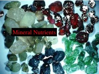 Mineral Nutrients