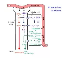 H + excretion in kidney