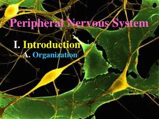 Peripheral Nervous System