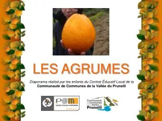 les agrumes
