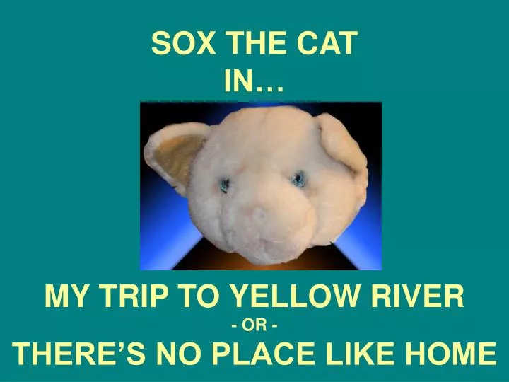 sox the cat in