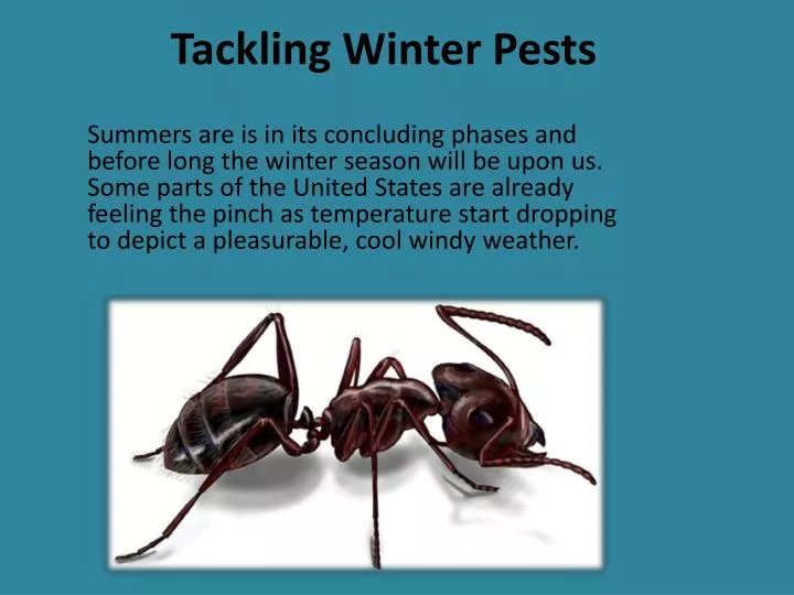 tackling winter pests