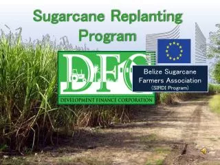 Sugarcane Replanting Progra m