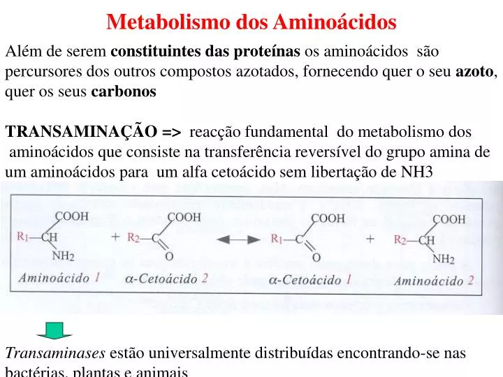 metabolismo dos amino cidos