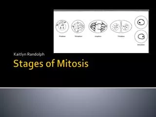 Stages of Mitosis