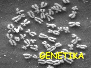 genetika