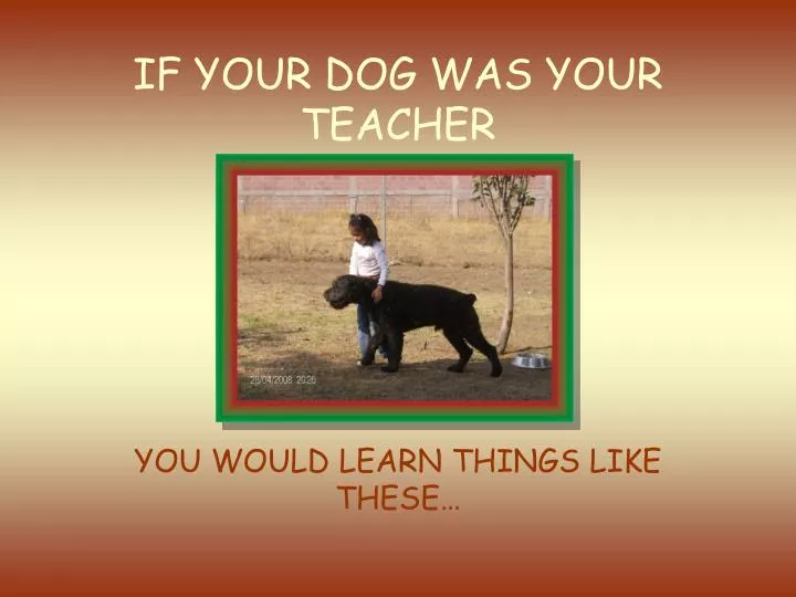 if your dog was your teacher