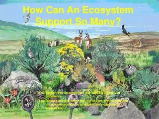 How Can An Ecosystem Support So Many?