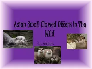 Asian Small Clawed Otters In The Wild