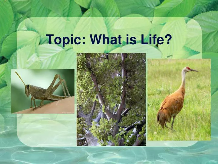 topic what is life