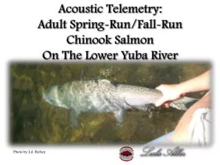 Acoustic Telemetry: Adult Spring-Run/Fall-Run Chinook Salmon On The Lower Yuba River