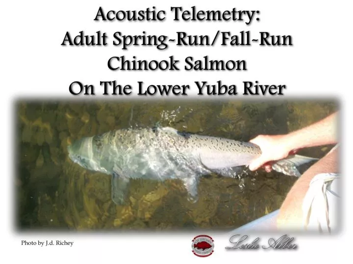 acoustic telemetry adult spring run fall run chinook salmon on the lower yuba river