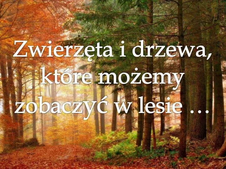 zwierz ta i drzewa kt re mo emy zobacz y w lesie