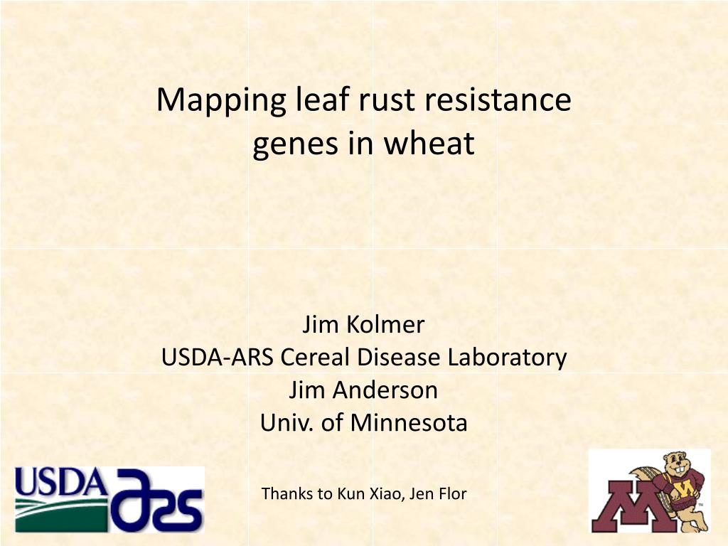 PPT - Mapping leaf rust resistance genes in wheat PowerPoint ...