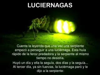 luciernagas