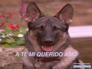 a ti mi querido amo