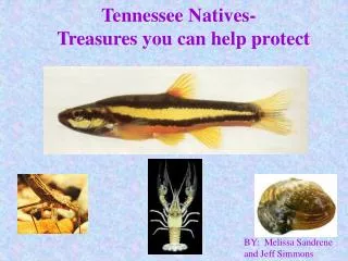 Tennessee Natives- Treasures you can help protect