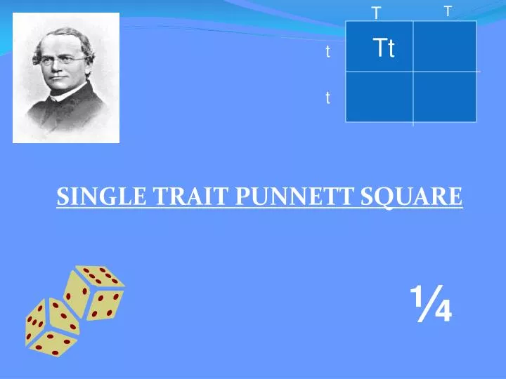 single trait punnett square