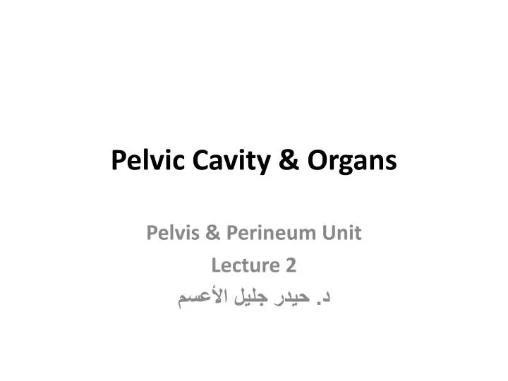 pelvic cavity organs