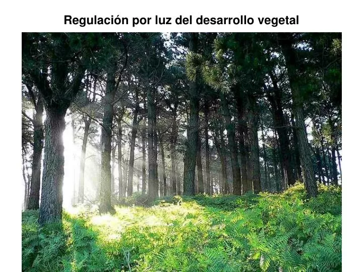 regulaci n por luz del desarrollo vegetal