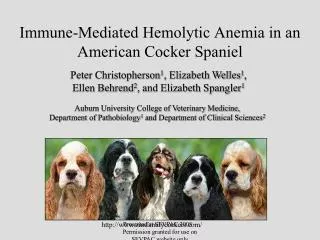 Immune-Mediated Hemolytic Anemia in an American Cocker Spaniel
