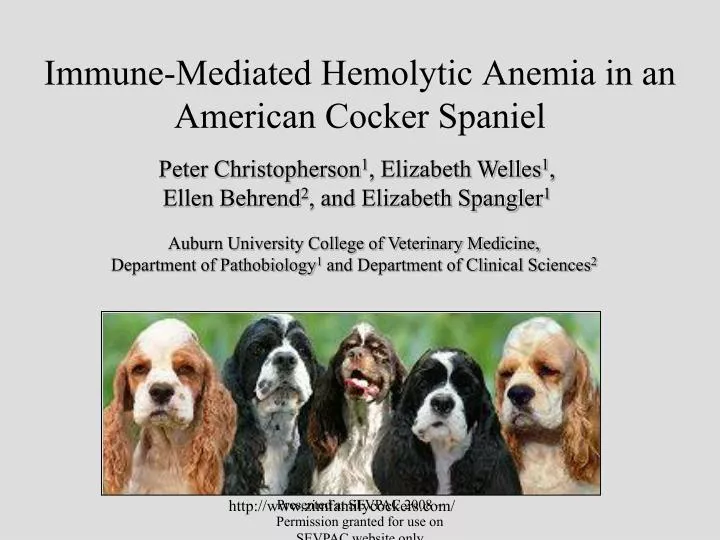 immune mediated hemolytic anemia in an american cocker spaniel