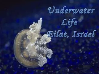 Underwater Life Eilat , Israel