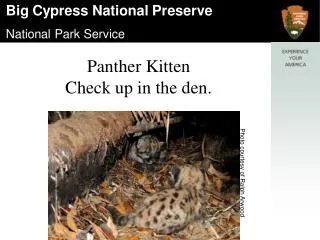 Panther Kitten Check up in the den.