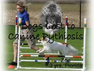 Canine Pythiosis