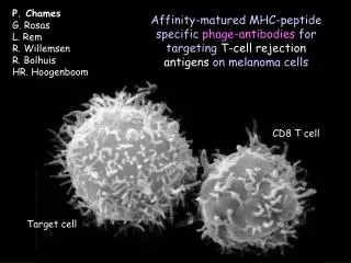 CD8 T cell