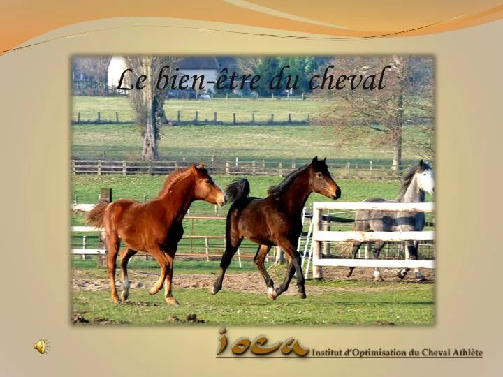 le bien tre du cheval