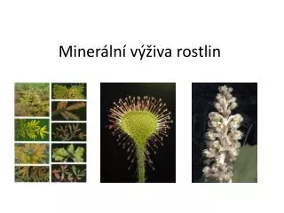 miner ln v iva rostlin