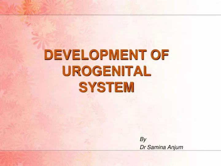development of urogenital system