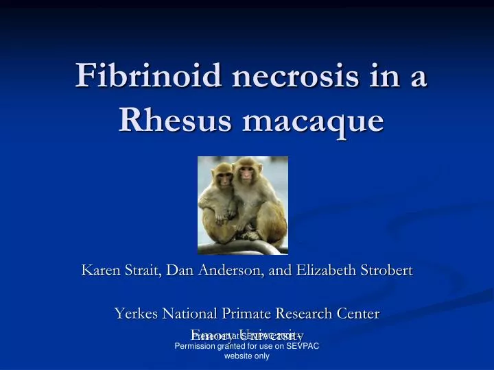 fibrinoid necrosis in a rhesus macaque