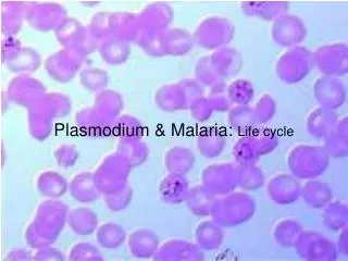 Plasmodium &amp; Malaria: Life cycle