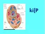 ki[P - slide 1