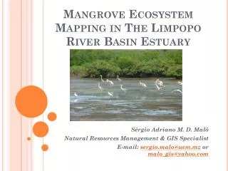 Mangrove Ecosystem Mapping in The Limpopo River Basin Estuary