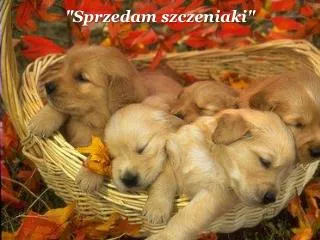 sprzedam szczeniaki