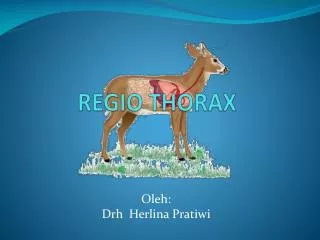 regio thorax