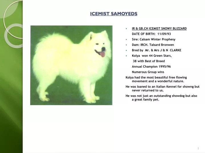 icemist samoyeds