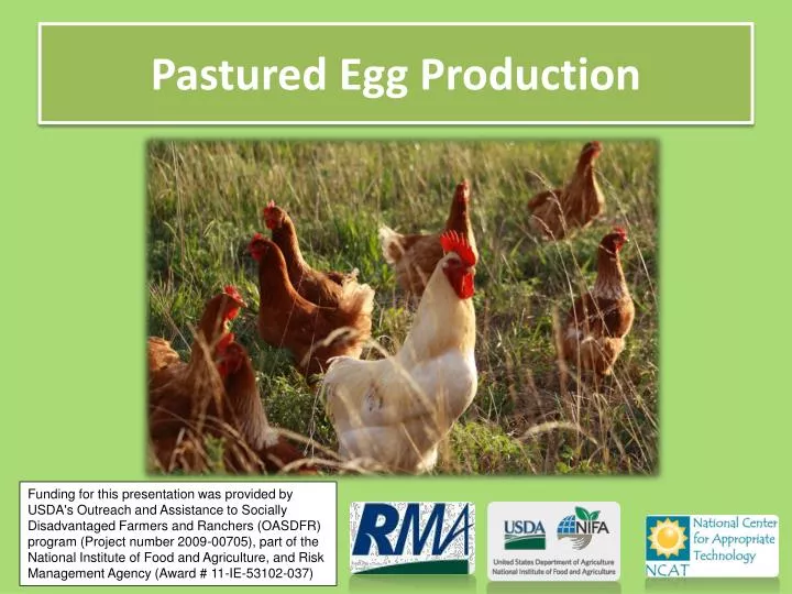 pastured egg production