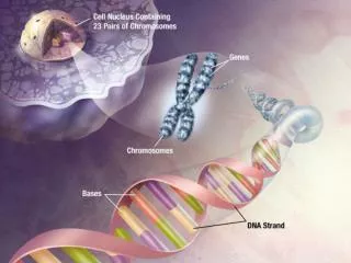 NUCLEIC ACIDS (DNA and RNA)