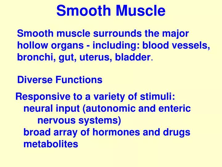 smooth muscle