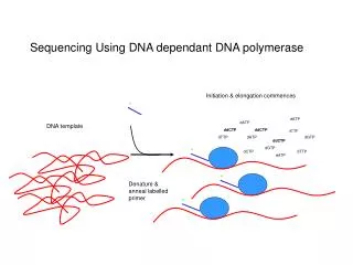 Sequencing Using DNA dependant DNA polymerase