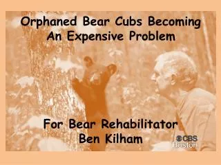 Orphaned Bear Cubs Becoming A n Expensive Problem For Bear Rehabilitator Ben Kilham